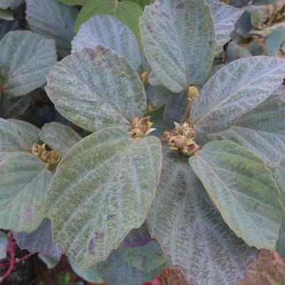 Fothergilla major 'Blue Shadow'