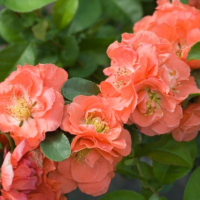 Chaenomeles speciosa Double Take® Peach