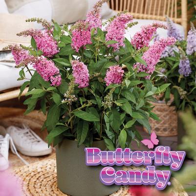 Buddleia davidii Butterfly Candy® Li'l Taffy™