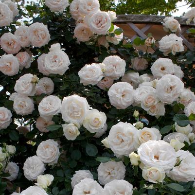 Rosa Eden Climber® White