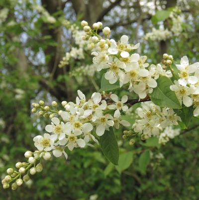 Prunus serotina 