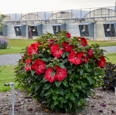 Hibiscus hybrid 'Valentine's Crush'