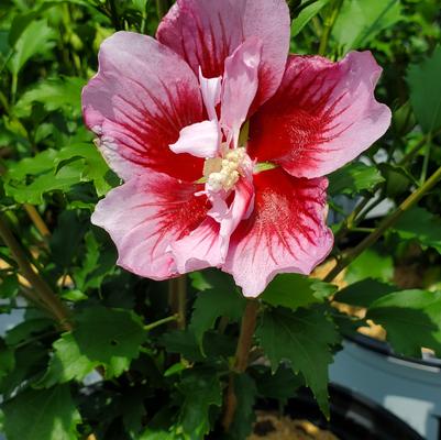 Hibiscus syriacus Red Pillar™