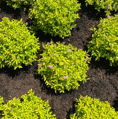 Spiraea japonica Poprocks® Pineapple