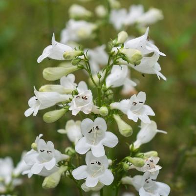 Penstemon digitalis 