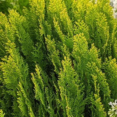 Thuja orientalis 'Morgan'