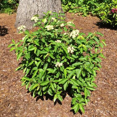 Viburnum cassinoides NativeStar® Raisinette