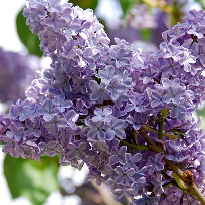 Syringa vulgaris 'President Lincoln'