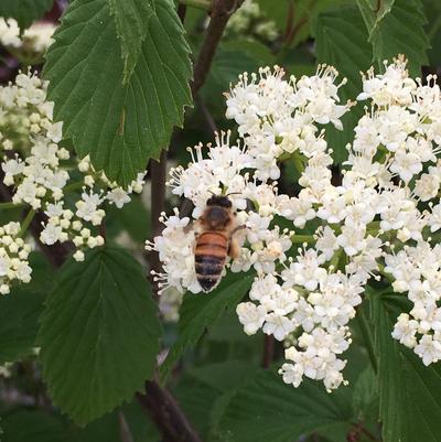 Viburnum dentatum NativeStar® 'Plum Pudding'