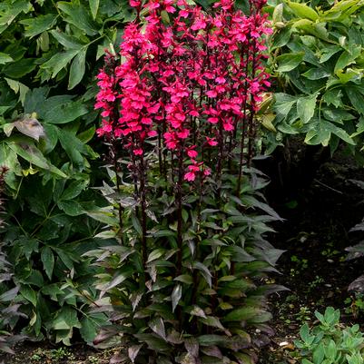 Lobelia speciosa Starship™ Rose