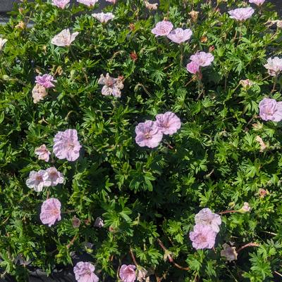 Geranium sanguineum var. striatum 