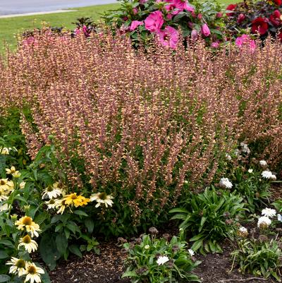 Agastache hybrid 'Queen Nectarine'