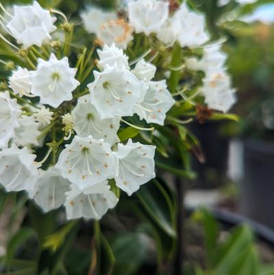 Kalmia latifolia 'Pristine'