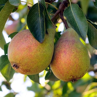 Pyrus Flemish Beauty 