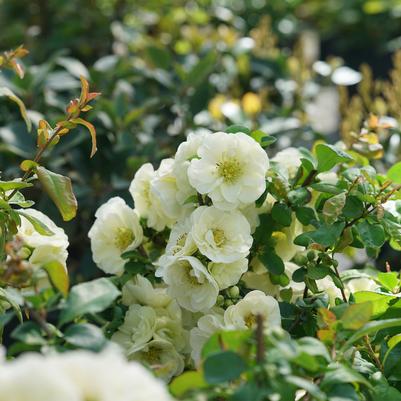 Chaenomeles speciosa Double Take Eternal White®