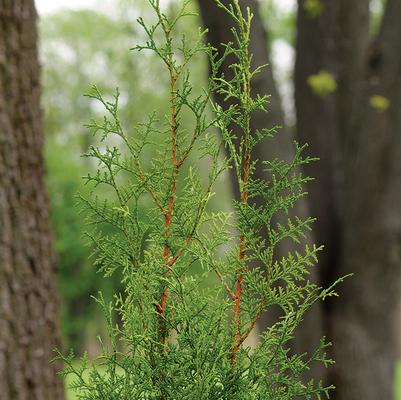 Thuja plicata Sugar and Spice™