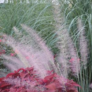 Ornamental Grass