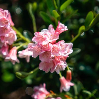 Rhododendron micrantha Bloombux® Magenta