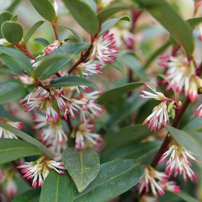 Sarcococca hookeriana Sweet & Lo™