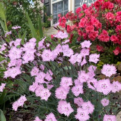 Dianthus 'Bath's Pink'