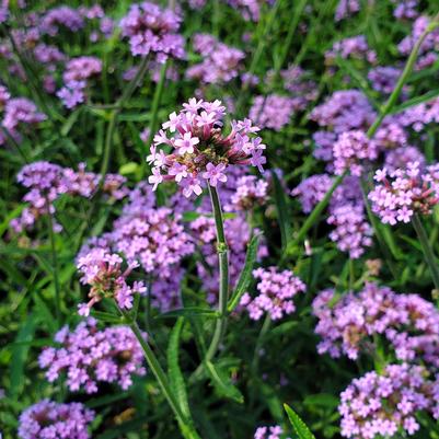 Verbena bonariensis 'Lollipop'