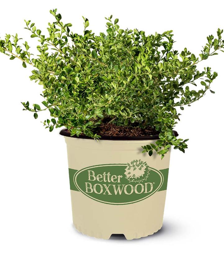 Buxus x Babylon Beauty™