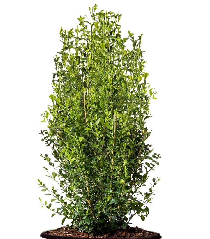 Buxus x Heritage™