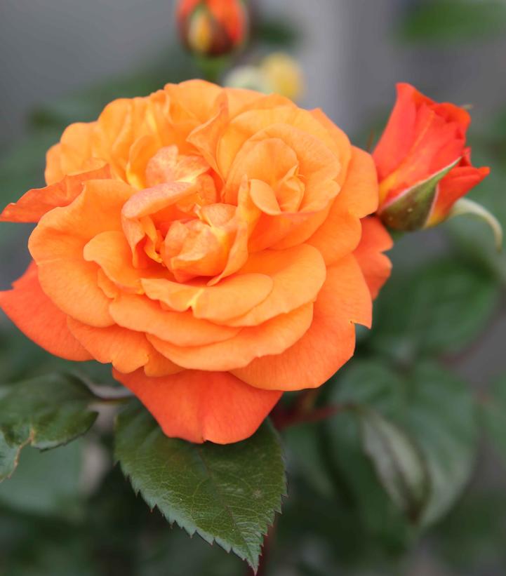 Rosa Showpiece™ Orange
