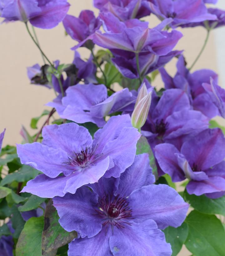 Clematis Boulevard® Ravel™