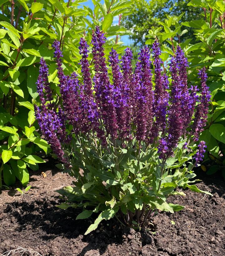 Salvia nemorosa Perpetual Purple™