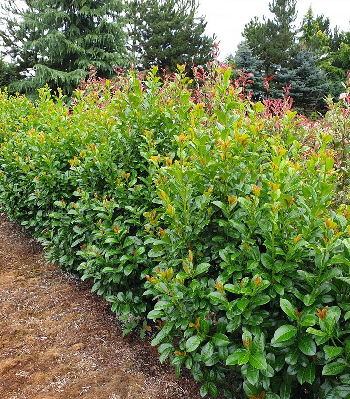 Prunus laurocerasus Volcano