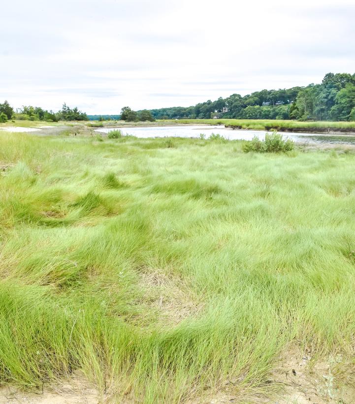 Spartina patens