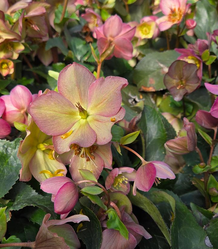 Helleborus x glandorfensis HGC® Ice N' Roses® Rose