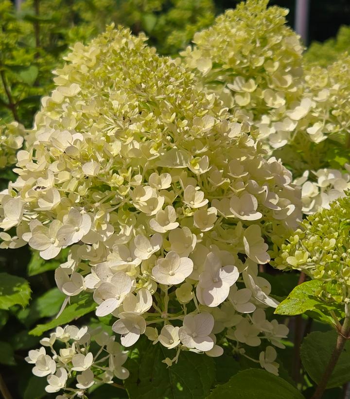 Hydrangea paniculata Pandora