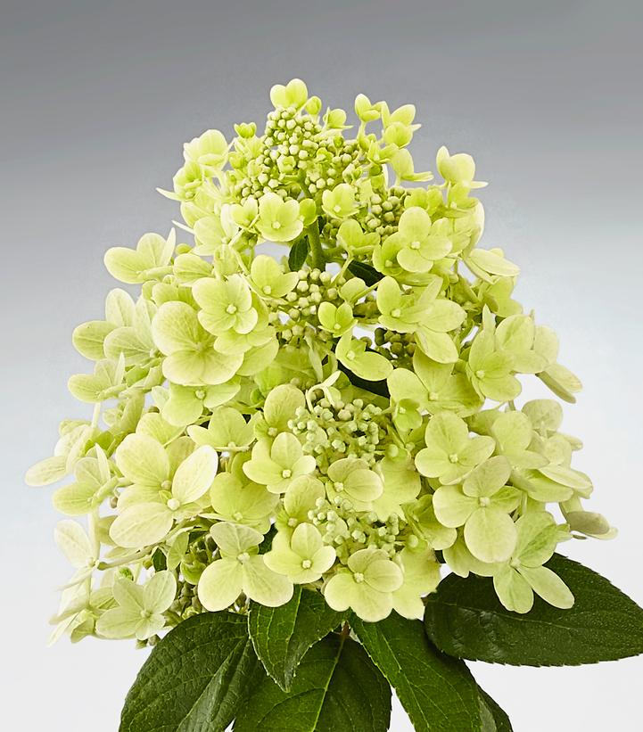 Hydrangea pan. Panflora
