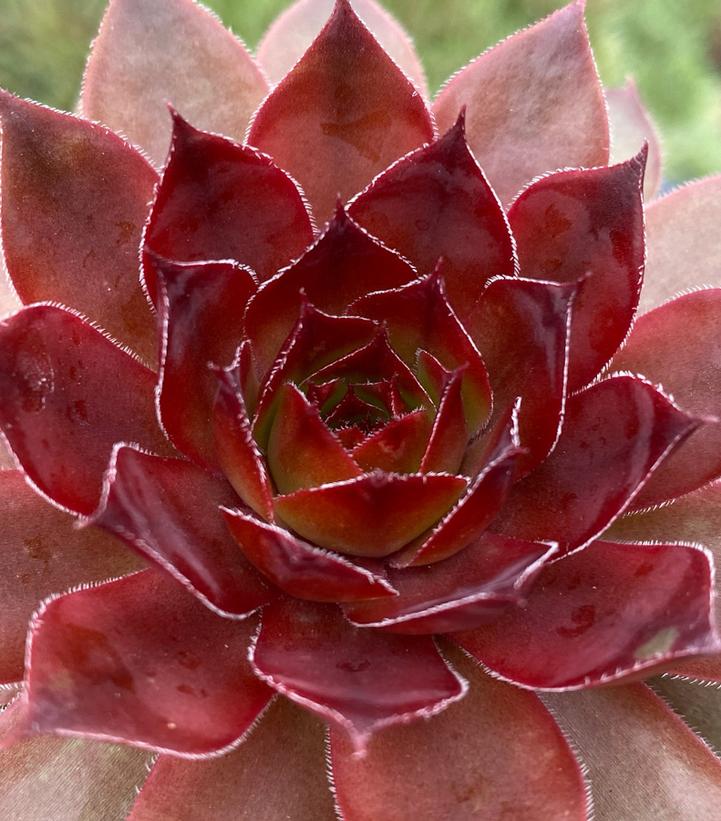 Sempervivum Chick Charms® Cherries Jubilee™
