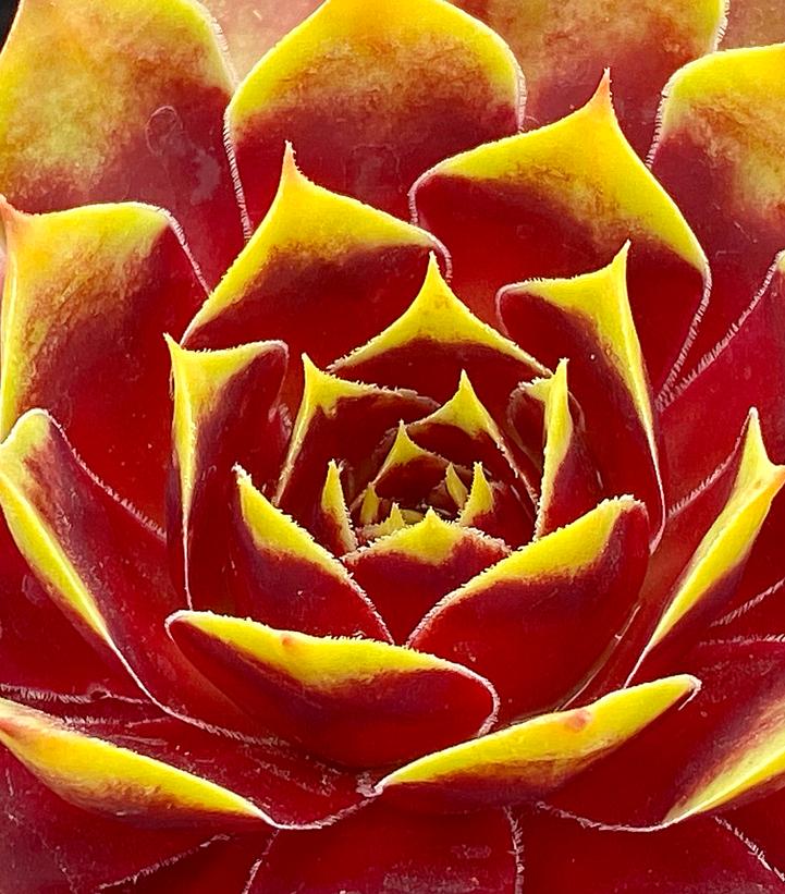 Sempervivum Chick Charms® Gold Crown™