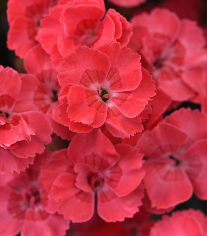 Dianthus interspecific EverLast™ Peach
