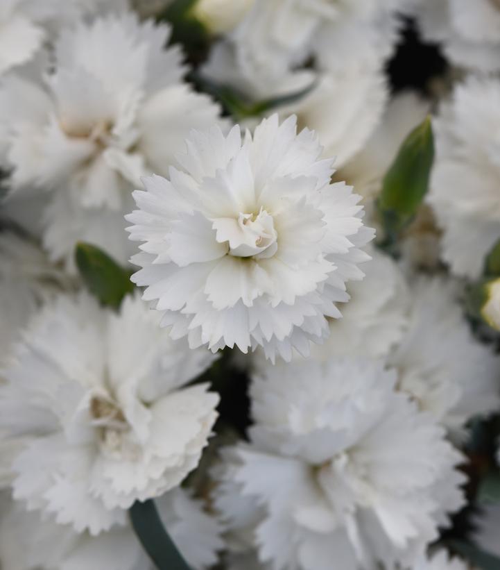 Dianthus x EverLast™ 'White'