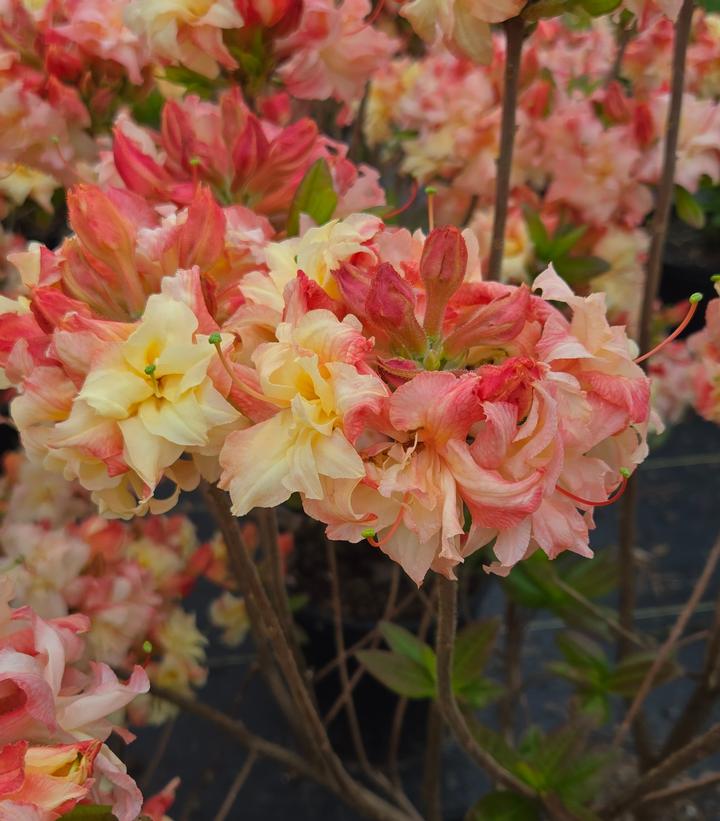 Azalea x 'Cannon's Double'