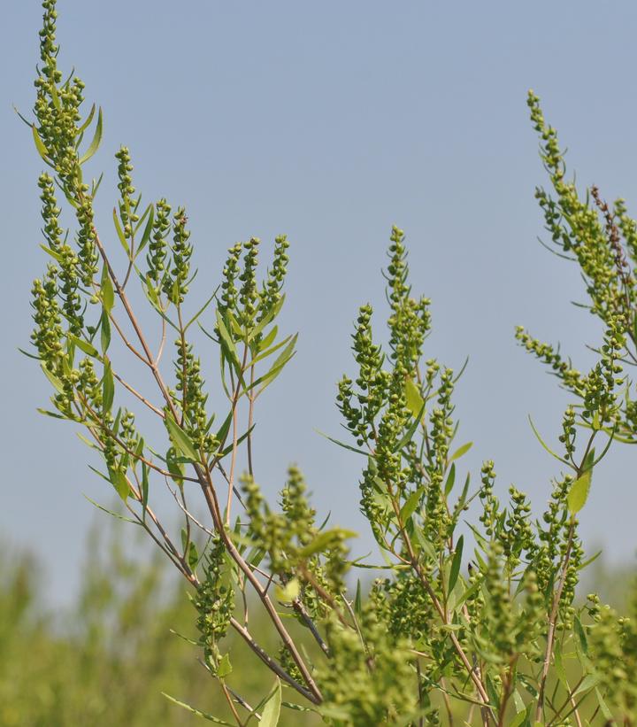 Iva frutescens