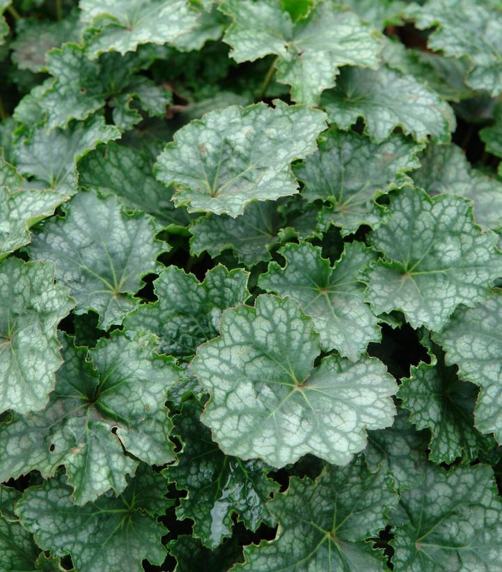 Heuchera longiflora