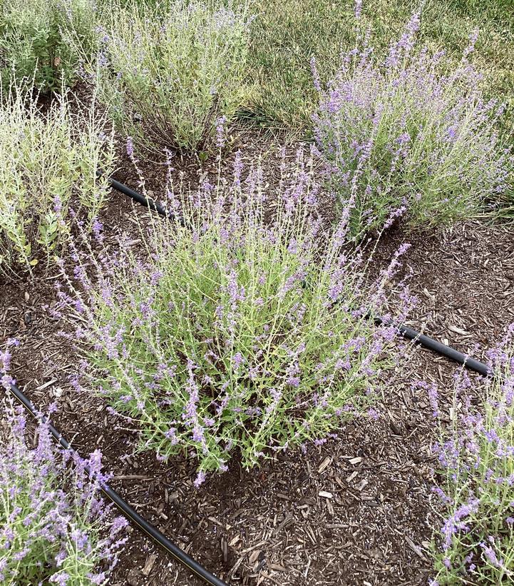 Perovskia atriplicifolia 'Jelena'