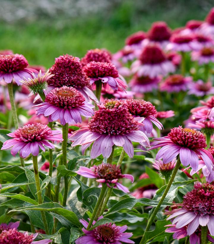 Echinacea x Double Coded® 'Everything's Rosy'