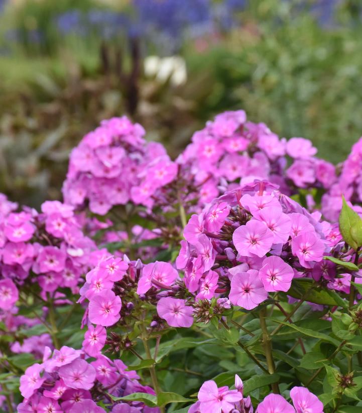 Phlox paniculata Luminary® 'Evening Glow'