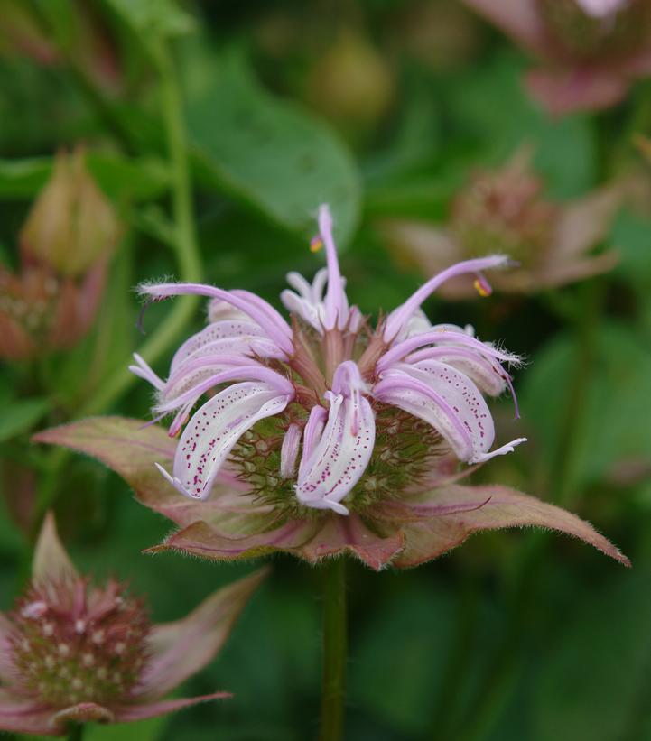 Monarda bradburiana