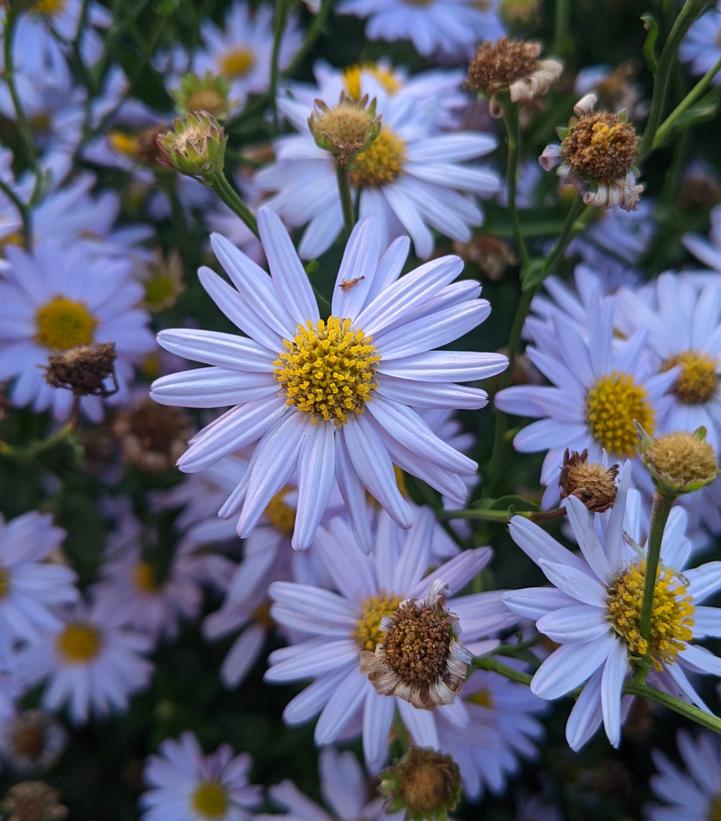 Kalimeris incisa 'Blue Star'