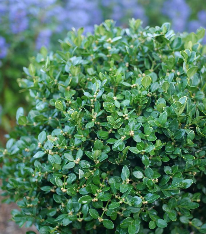 Buxus microphylla Neatball®