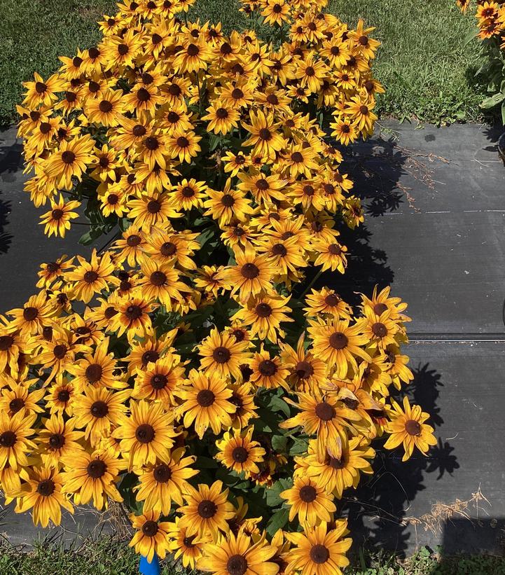 Rudbeckia x Sunbeckia® Mia