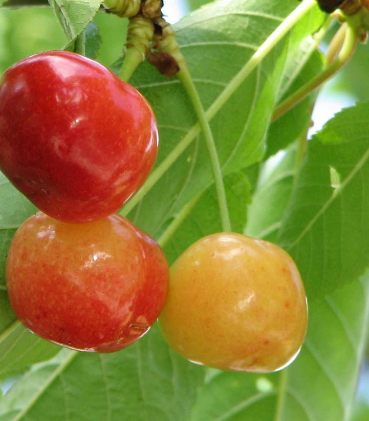 Prunus 'Rainier'